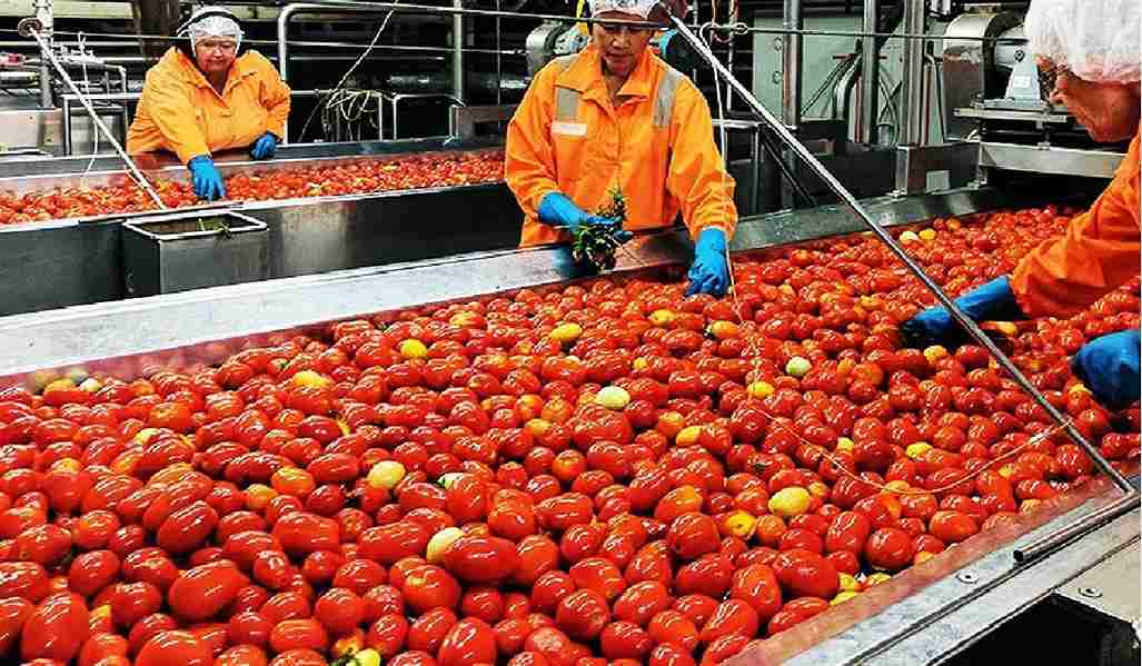  The Price of ketchup tomato paste + Wholesale Production Distribution of the Factory 