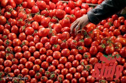 Best tomato paste can size + great purchase price