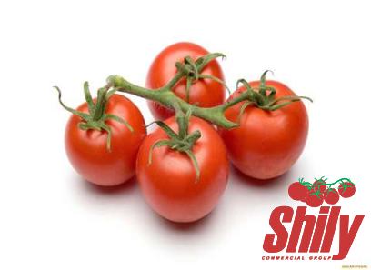 main tomato paste purchase price + sales in trade and export