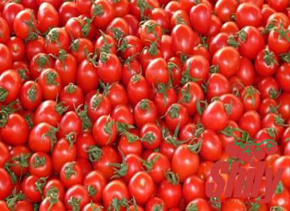 Buy the best types of redpack tomato paste at a cheap price