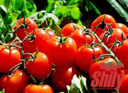 The best price to buy red tomato paste color anywhere