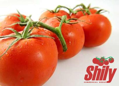 tomato paste babies purchase price + sales in trade and export