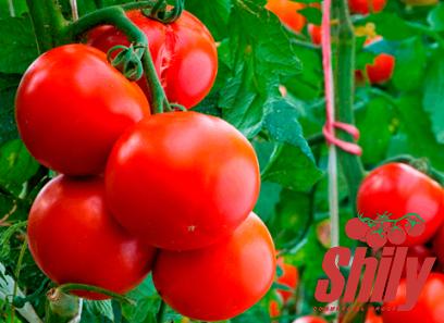 quick tomato paste purchase price + sales in trade and export