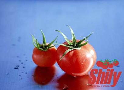 Buy new best concentrated tomato paste + great price