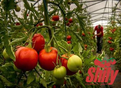 Buy 1 gallon tomato paste + introduce the production and distribution factory