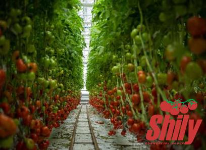 Purchase and today price of mutti organic tomato paste