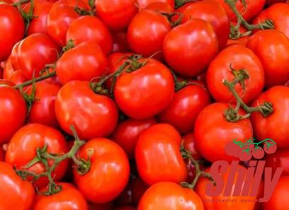 squeeze tomato paste purchase price + sales in trade and export