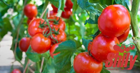 Buy the best types of ketchup tomato paste at a cheap price