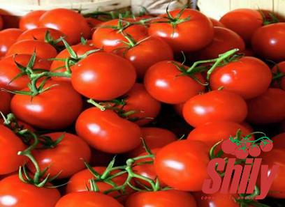 The price and purchase types of homemade tomato paste easy