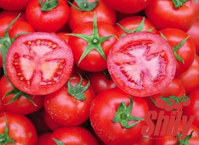 fresh tomato paste purchase price + sales in trade and export