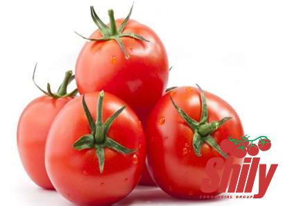 dilute tomato paste purchase price + sales in trade and export