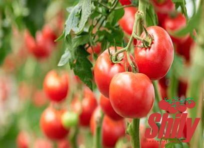 The price and purchase types of organic tomato paste no salt