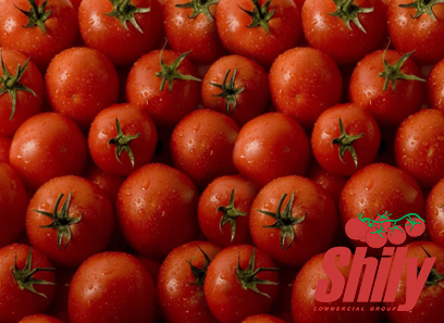 Buy salted tomato paste + introduce the production and distribution factory