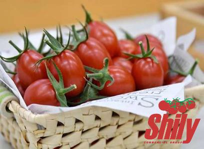 The price and purchase types of italissima organic tomato paste