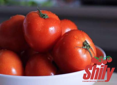 baby tomato paste purchase price + sales in trade and export