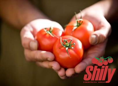 sour tomato paste type price reference + cheap purchase