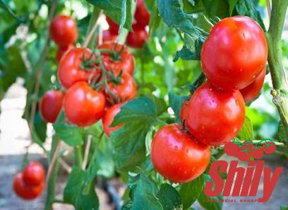 ramen tomato paste purchase price + sales in trade and export