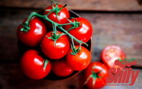 Buy the best types of cento tomato paste at a cheap price