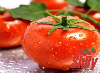 korean tomato paste purchase price + sales in trade and export