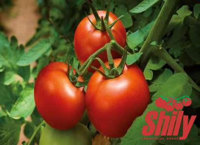 Best red gold tomato paste + great purchase price